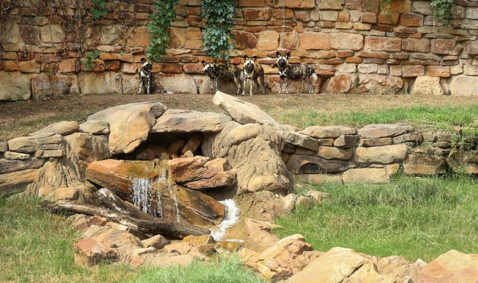 African painted dogs rest in the shade of their habitat, complete with water feature, at the Fort Worth Zoo’s new exhibit Predators of Asia & Africa on Tuesday, June 20, 20-22. The exhibit features seven species, including African lions, cheetahs, Sumatran tigers and more.