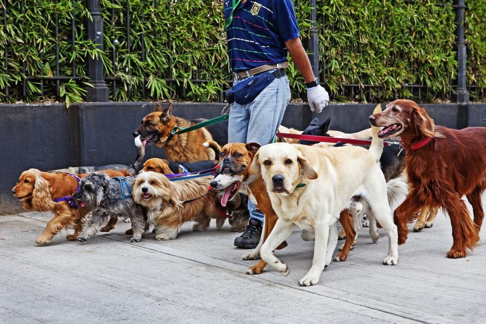 A large pack of dogs on a walk (Photo: Getty Images)