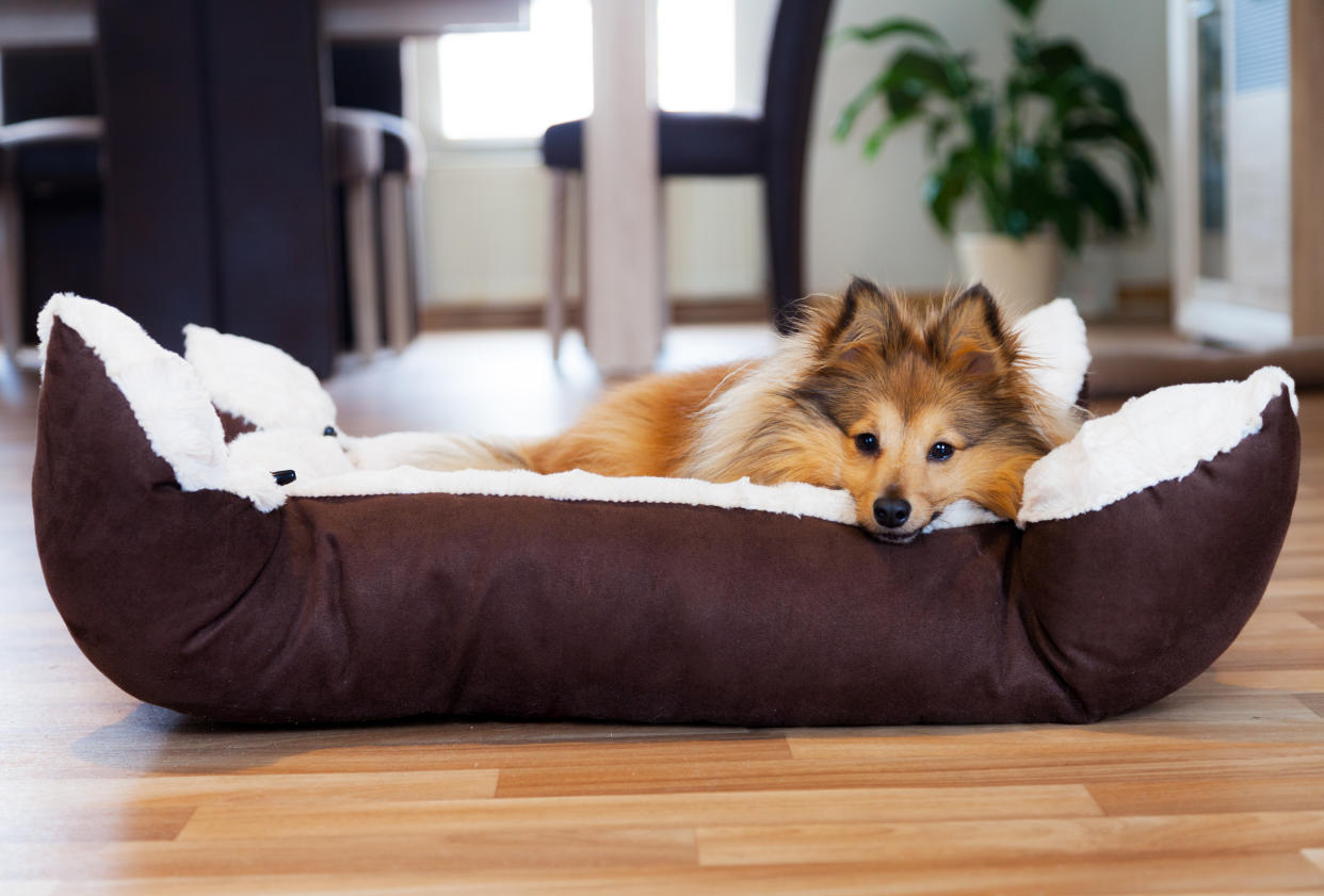 Sheltie Hund liegt im Körbchen 