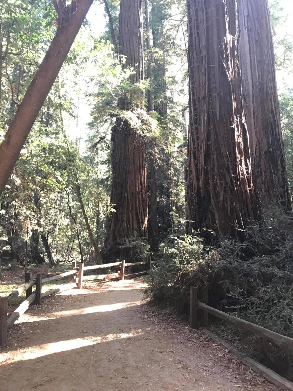 The Redwoods