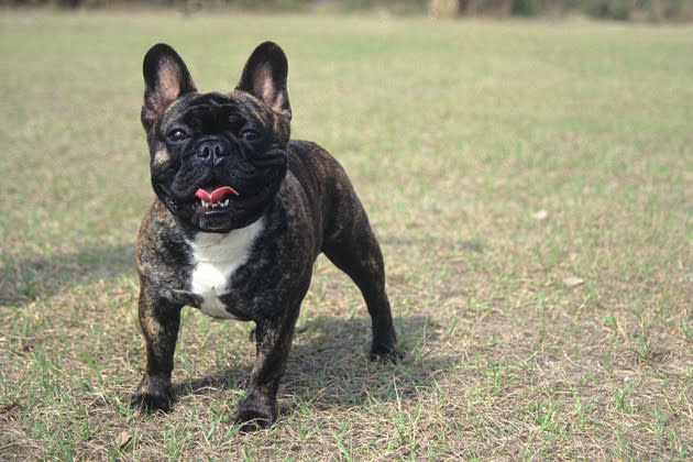 French Bulldog — Quiet and Cute