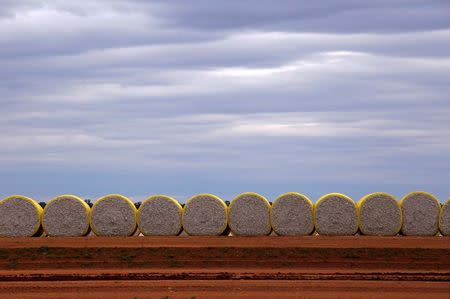 Bales of cotton sit in a paddock located in the Macquarie Valley Irrigation Area near Trangie, New South Wales, Australia June 21, 2016. REUTERS/David Gray/File Photo