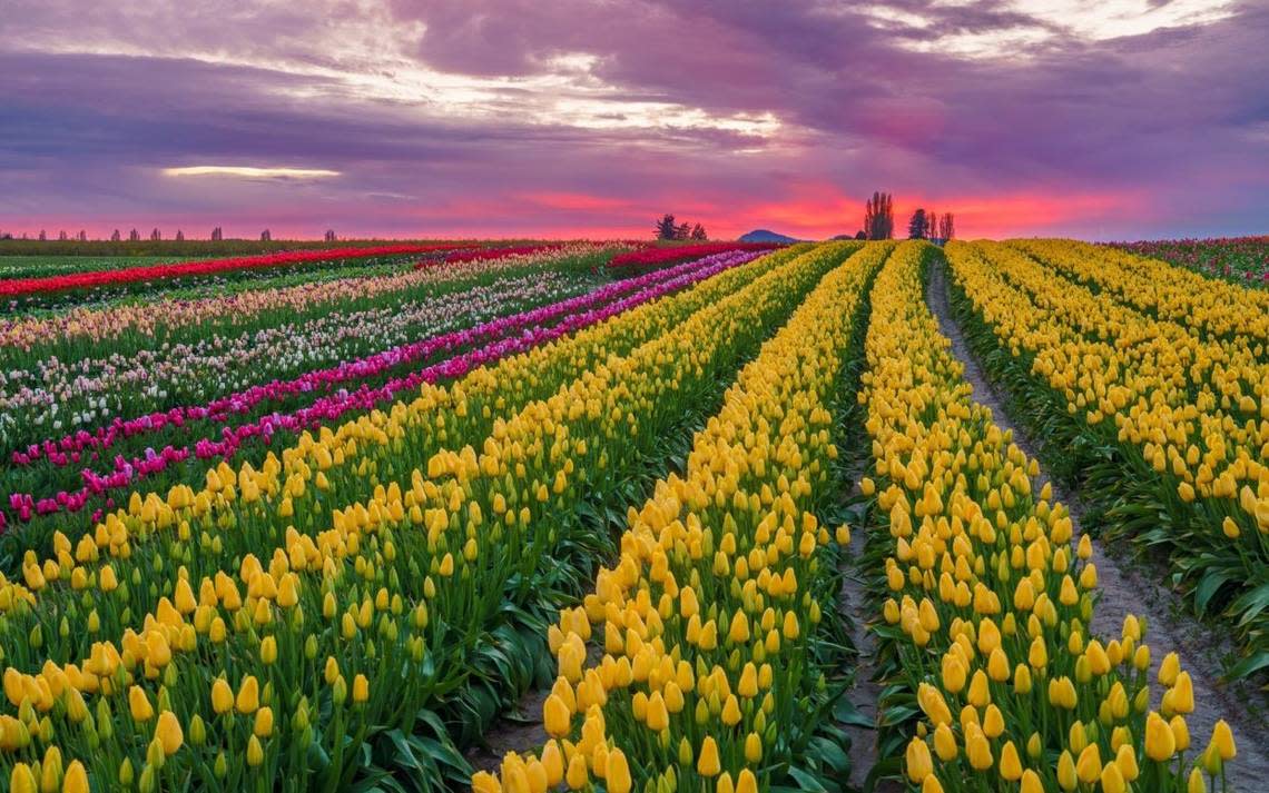 Tulip Town’s field in bloom in an undated picture in Mount Vernon, Wash. The farm began operations in 1984. Tulip Town/Courtesy to The Bellingham Herald