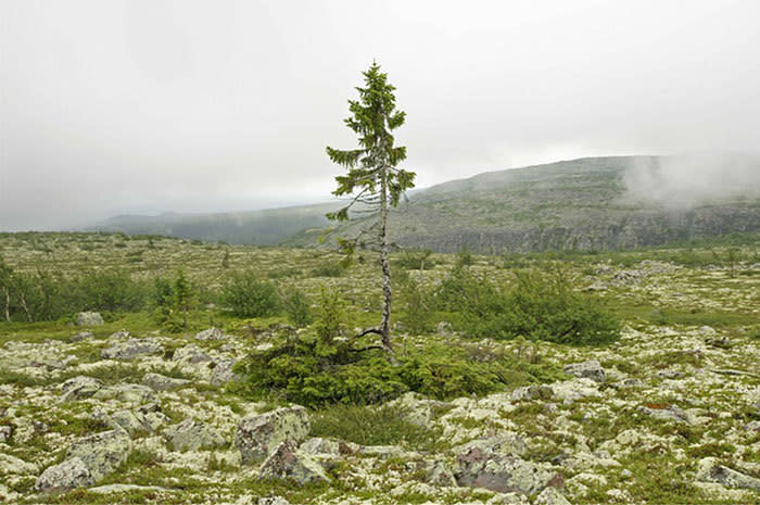 El árbol más viejo del mundo está en Suecia y tiene 9.500 años