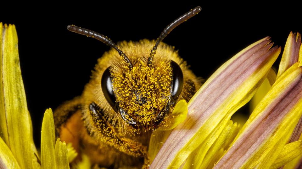 close up of a honey bee face on a plant with a black background