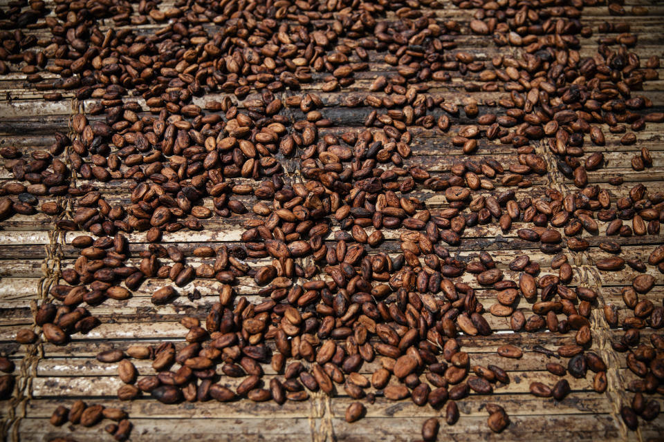 Cocoa beans dry in Divo, West-Central Ivory Coast, November 19, 2023. Chocolate may come with a slightly bitter aftertaste this Easter. Shoppers in Europe, the United States and elsewhere are paying more for their traditional candy eggs and bunnies as changing climate patterns in West Africa take a toll on cocoa supplies and farmers (AP Photo/Sophie Garcia)