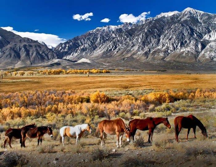 Mule family near Bishop, California