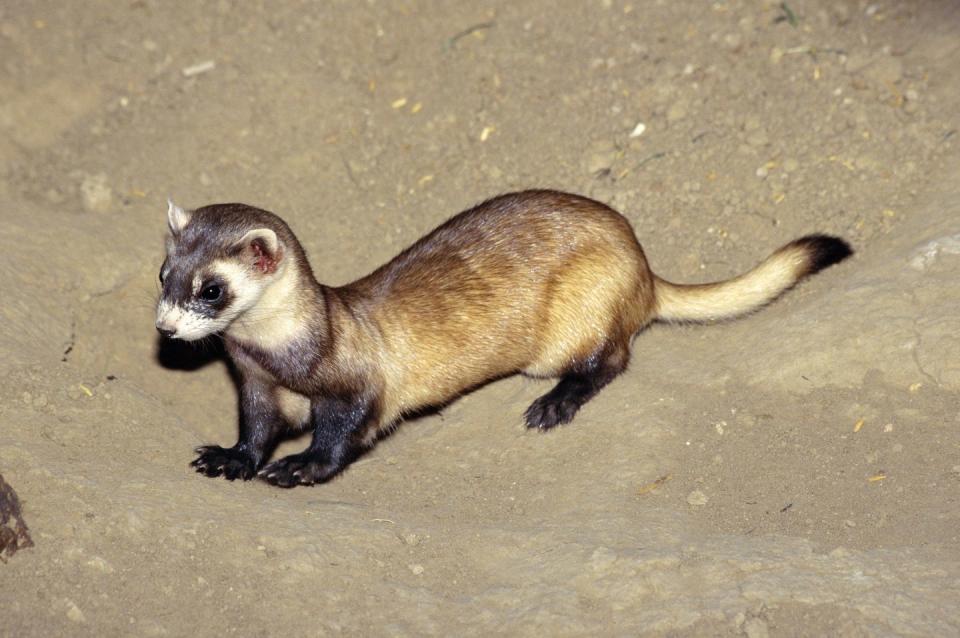 8) Black-footed Ferret