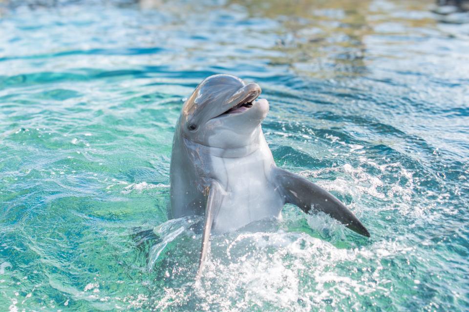 Calling all conservation enthusiasts, the Gulfarium Marine Adventure Park will be hosting its first ever C.A.R.E. on the Coast Event on May 4.