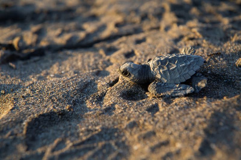 Volunteers release baby turtles into the sea on Chacocente beach in Nicaragua