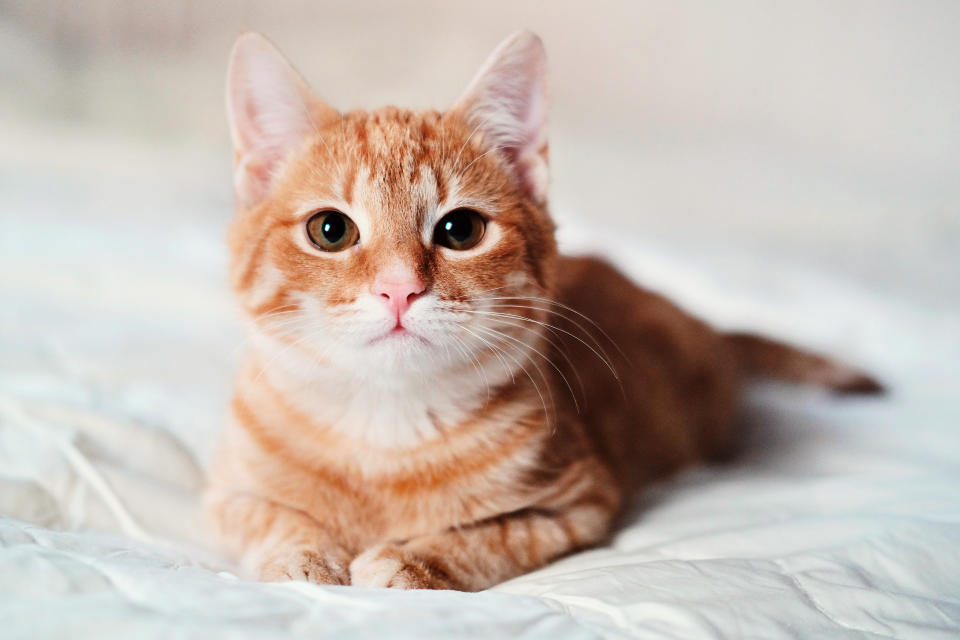 A ginger cat sits on a bed. (Getty Images)