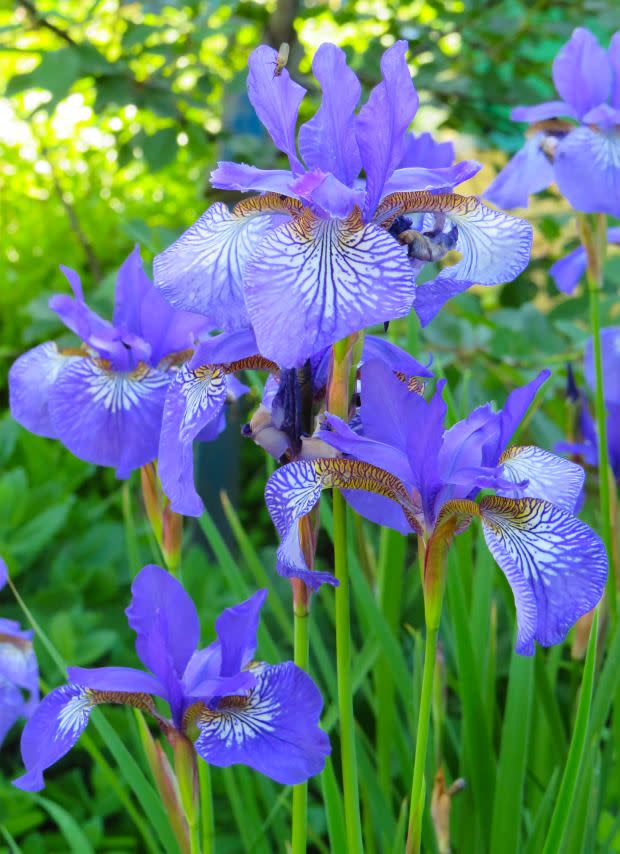 Purple iris, the Tennessee state flower<p><a href="https://unsplash.com/photos/sA5W8RfbdEY" rel="nofollow noopener" target="_blank" data-ylk="slk:Anastasiya Romanova via UnSplash;elm:context_link;itc:0;sec:content-canvas" class="link ">Anastasiya Romanova via UnSplash</a></p>