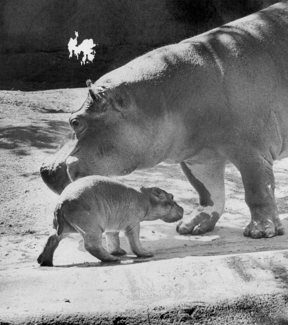 A baby hippopotamus visits with its mother Jewel at the Sacramento Zoo in 1977. Rejected by her mother, the baby died in October after failed attempts to feed it with bottles and, later, a feeding tube. Jewel died from old age in 2004 and was not replaced.