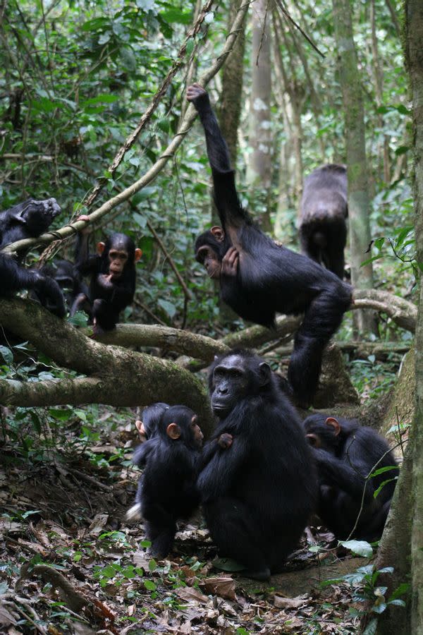 Budongo Conservation Field Station Chimpanzees