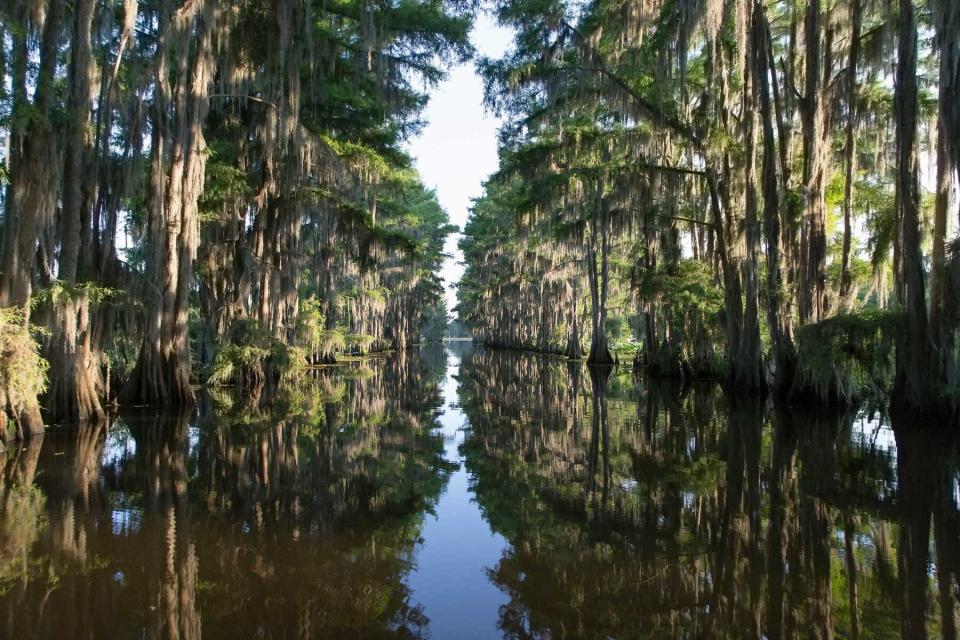 Tall trees reflecting in the water of Caddo Lake in Texas