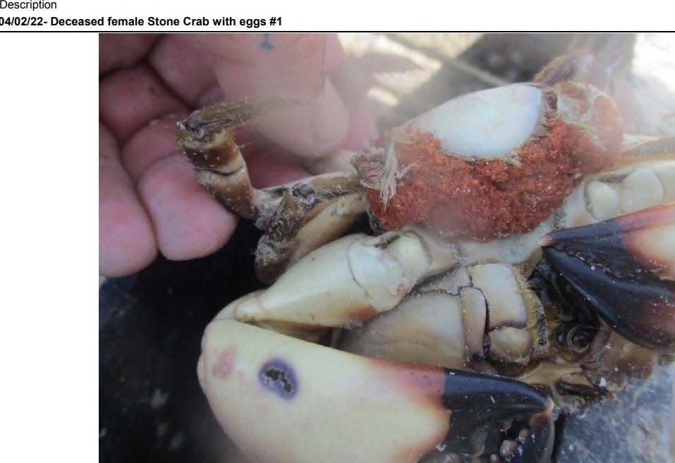 A dead female, egg-bearing stone crab found by Florida Fish and Wildlife Commission officers that was allegedly illegally harvested by a Pineland man April 2