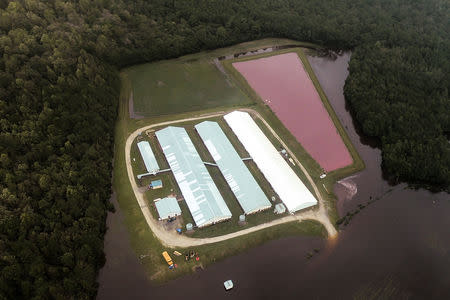 Aerial view of a hog farm after the passing of Hurricane Florence in eastern North Carolina, U.S., September 17, 2018. REUTERS/Rodrigo Gutierrez