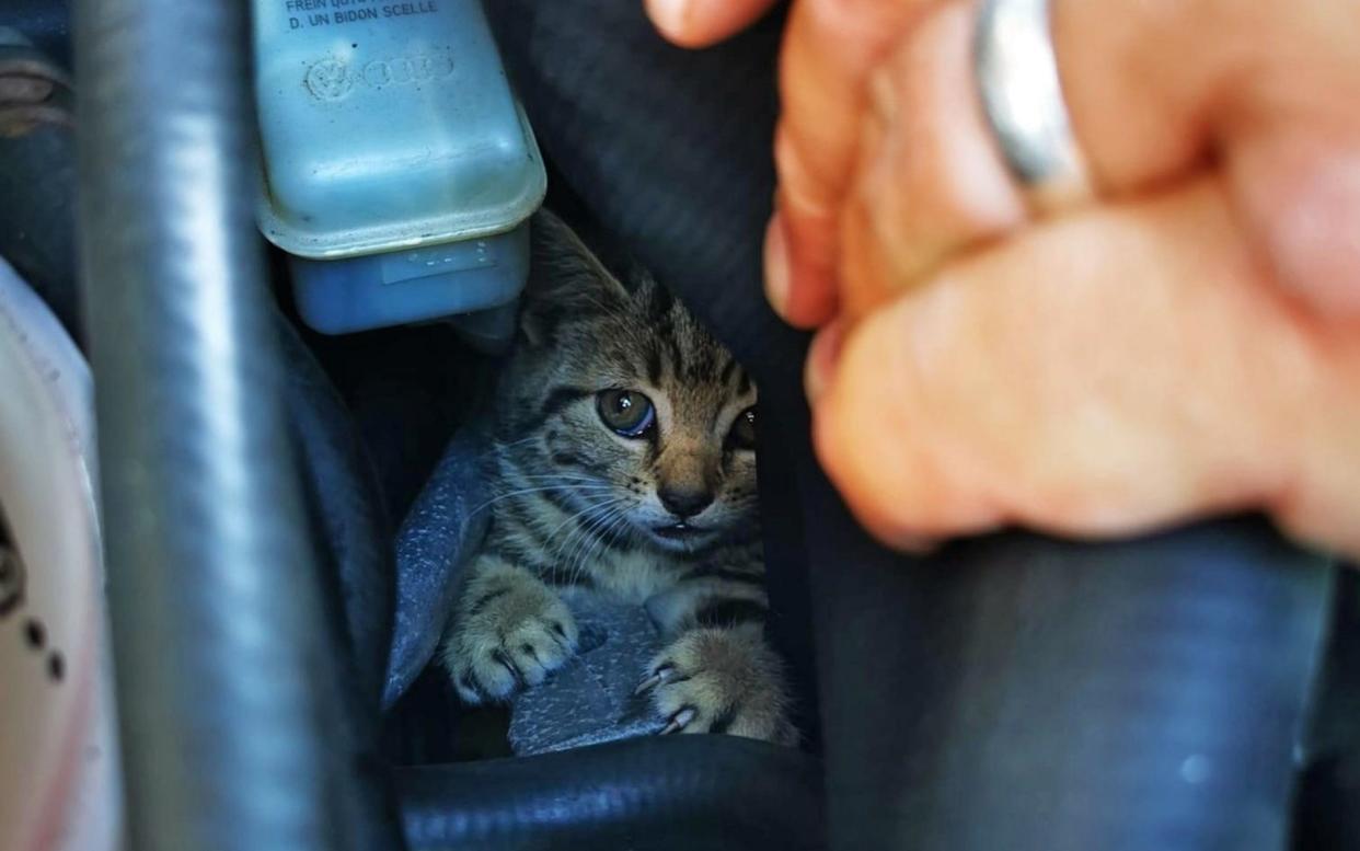 Fergie the kitten was hidden in the engine space of a car at RNAS Culdrose in Cornwall - Martyn Collick/Cats Protection