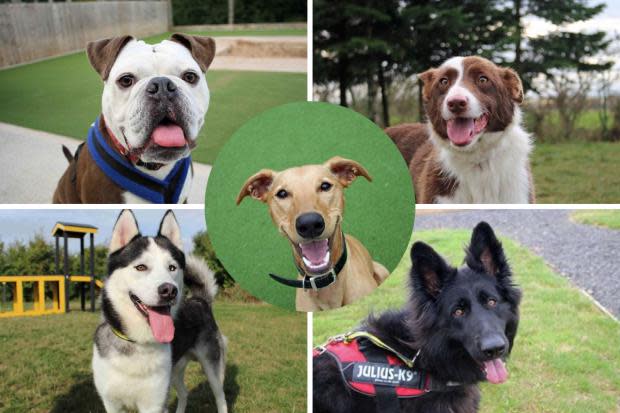 Dozens of dogs are looking for new homes Pictures: Darlington Dogs Trust