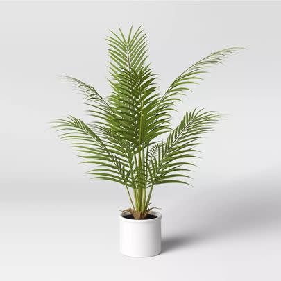 A mid-sized potted palm