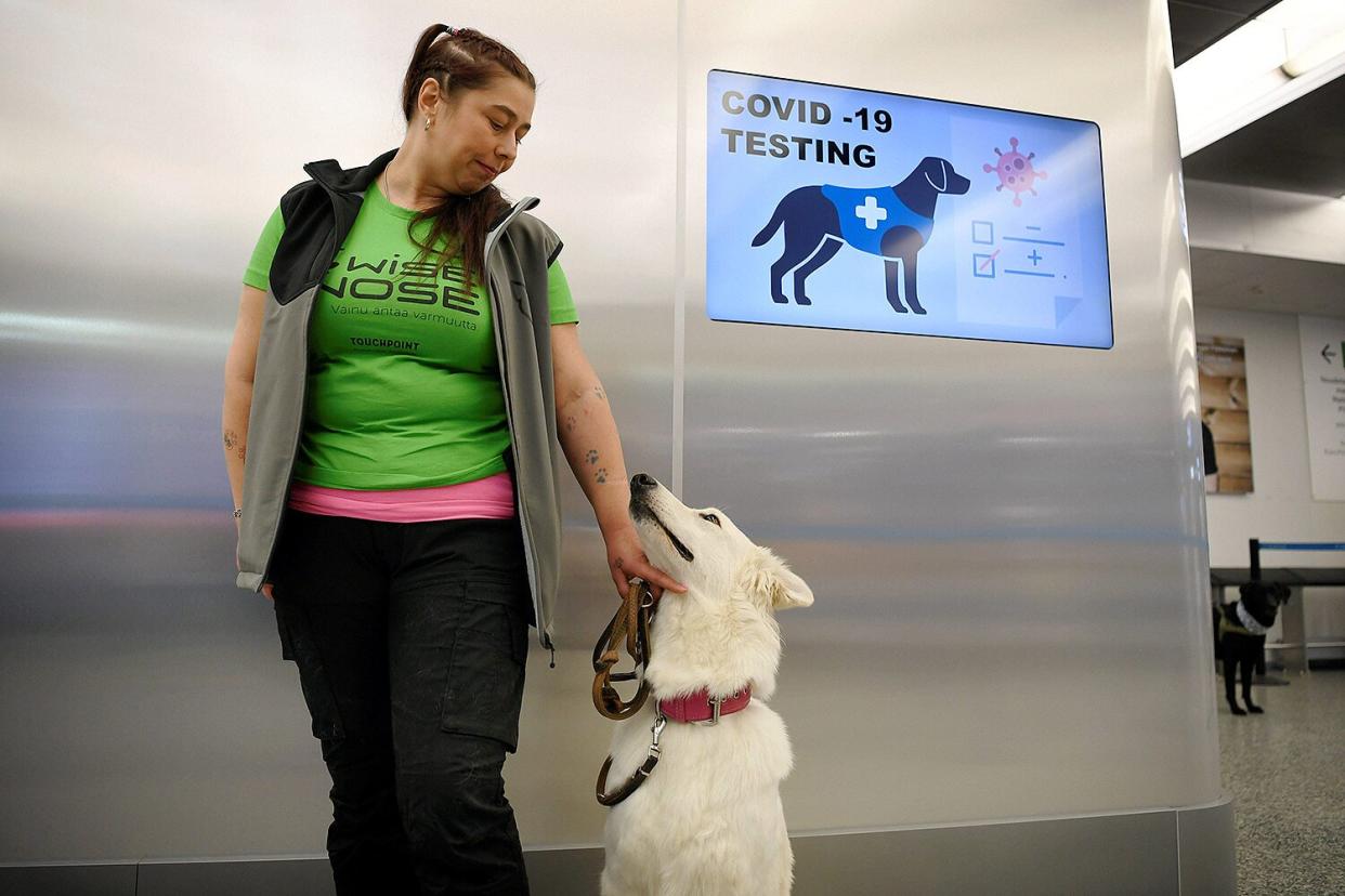 covid sniffing dogs