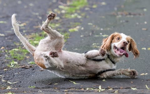 Peter is perfectly happy - Credit: Michael Scott / Caters News