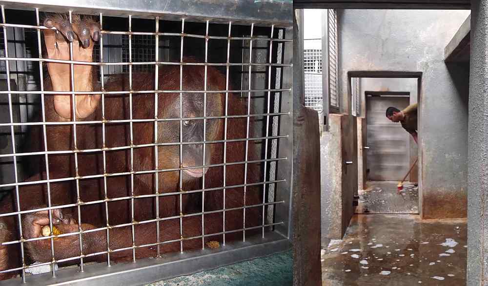 A Sumatran orangutan kept in a tiny night den at Zoo Negara (left) before it was cleaned and opened up to give animals more space (right). — Pictures courtesy of Friends of the Orangutans and Zoo Negara