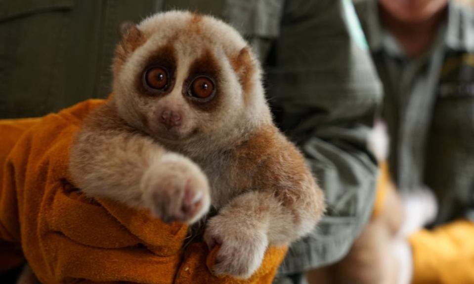 A slow loris