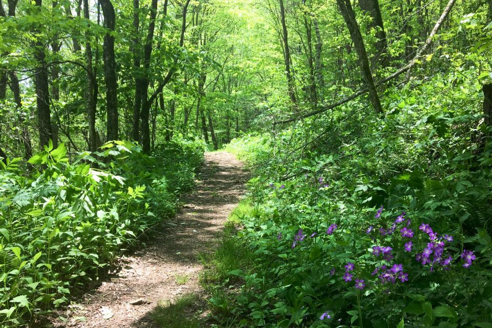 A dirt hiking trail through Pinnacle Park