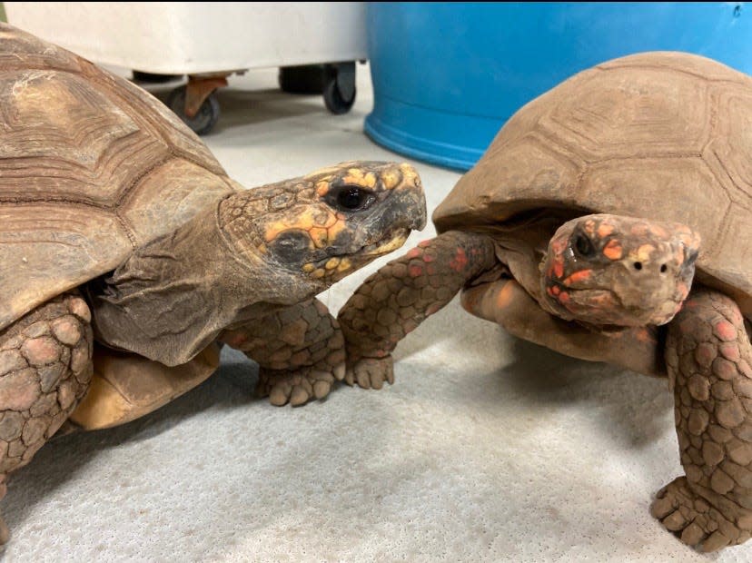 Red, the red-footed tortoise, on right, was stolen from the Buffalo Zoo on June 2, according to the zoo.