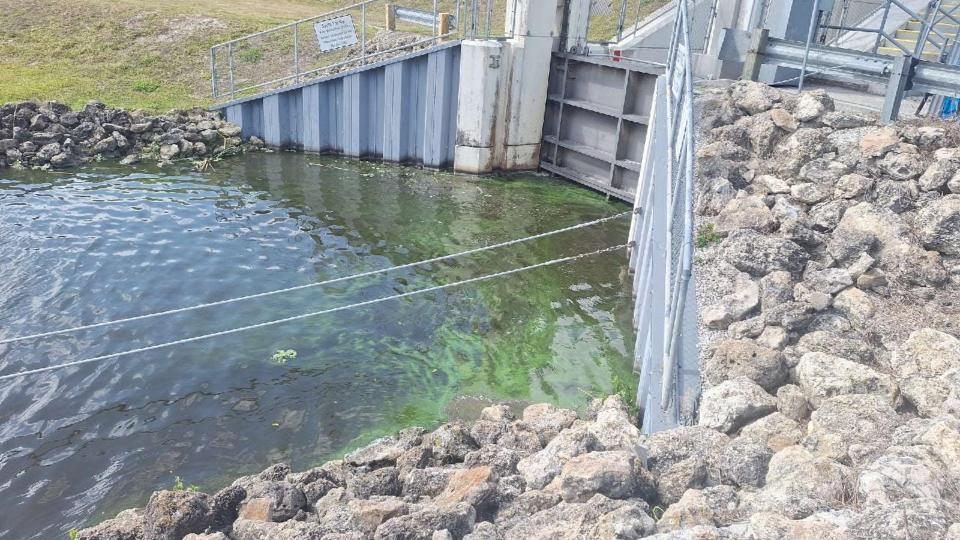 Algae is visible at the J & S Fish Camp (S-135) Lock in western Martin County April 9, 2024. Samples were confirmed to be positive for low levels of microcystin, a substance know to be toxic to animals and humans when above 8 parts per billion.