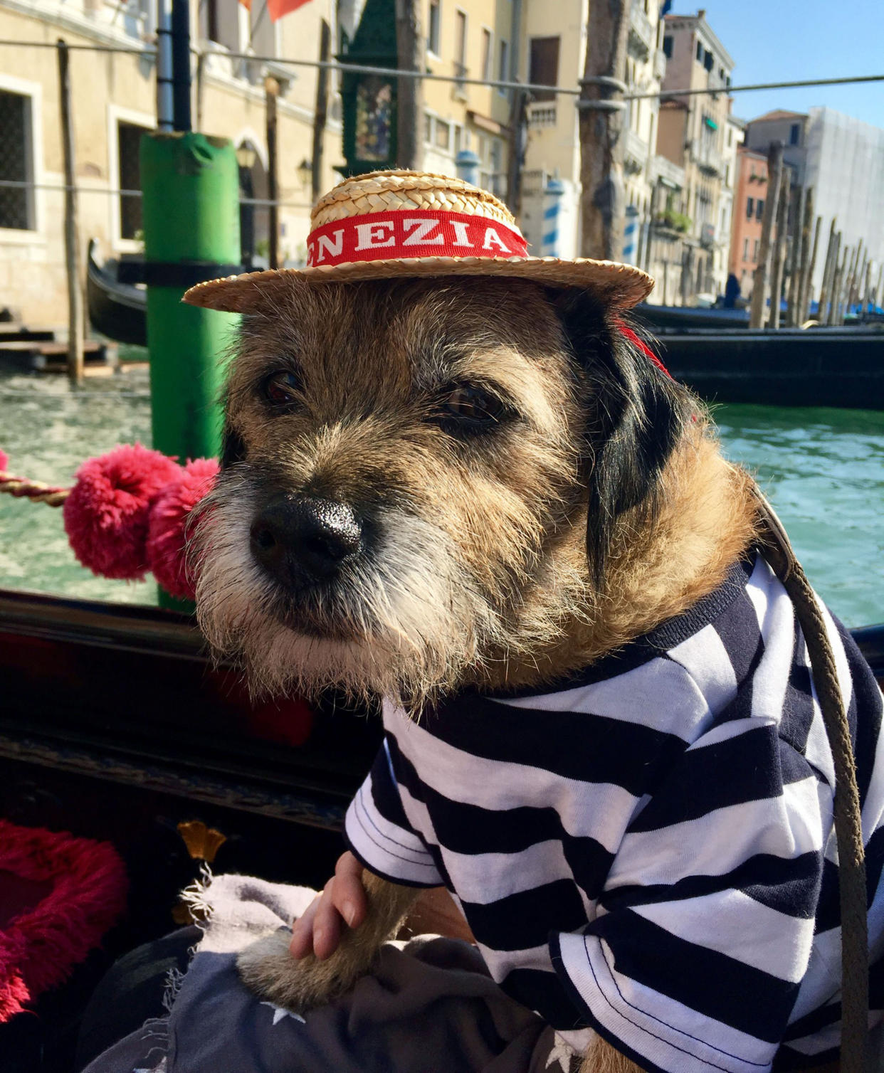 Pete the border terrier on the canals of Venice, Italy. (Photo: Caters News)