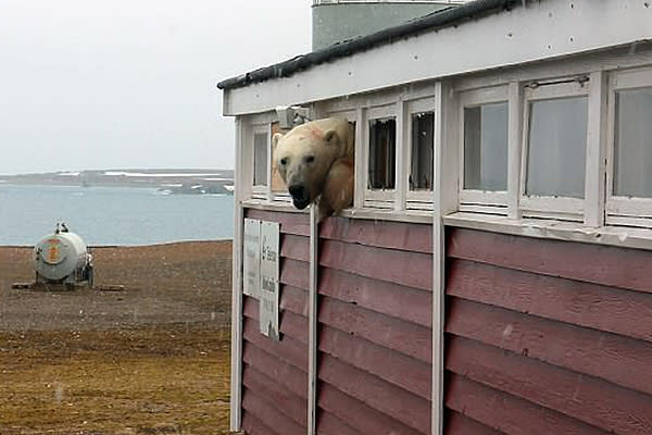 Un oso polar quedó atrapado tras comer chocolate y tomar vino. Foto: Youtube / ActionMaster TV