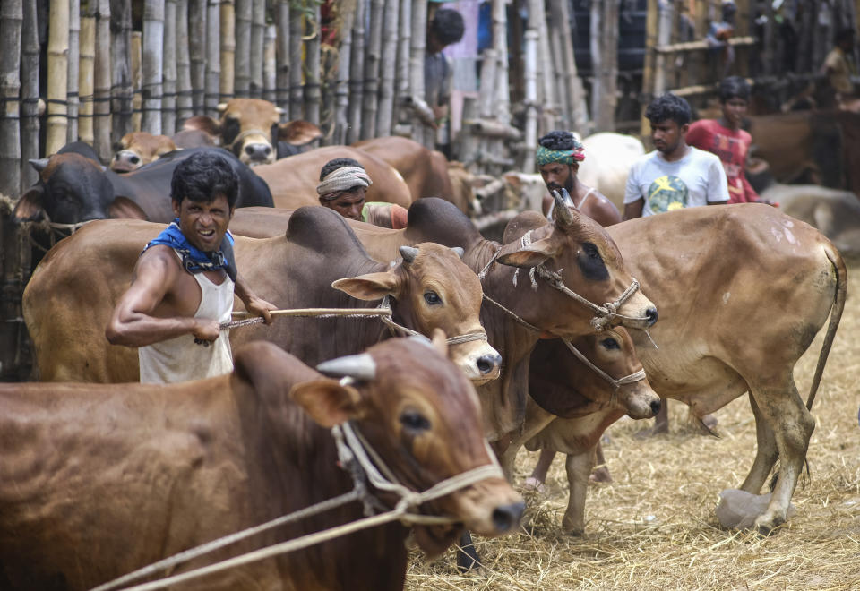 Cattle are displayed for sale at Gabtoli cattle market ahead of Eid-al Adha in Dhaka, Bangladesh, Friday, July 16, 2021. Millions of Bangladeshis are shopping and traveling during a controversial eight-day pause in the country’s strict coronavirus lockdown that the government is allowing for the Islamic festival Eid-al Adha. (AP Photo/Mahmud Hossain Opu)