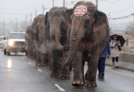 <p>Elephants from the Ringling Bros. and Barnum & Bailey Circus walk single file in the snow down Paterson Plank Road from a transport train in East Rutherford, N.J., March 8, 2005, to the Continental Airlines Arena where the circus will play for six days. (AP Photo/Mike Derer) </p>