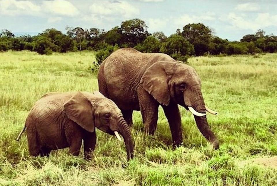 Ol Pejeta Conservancy