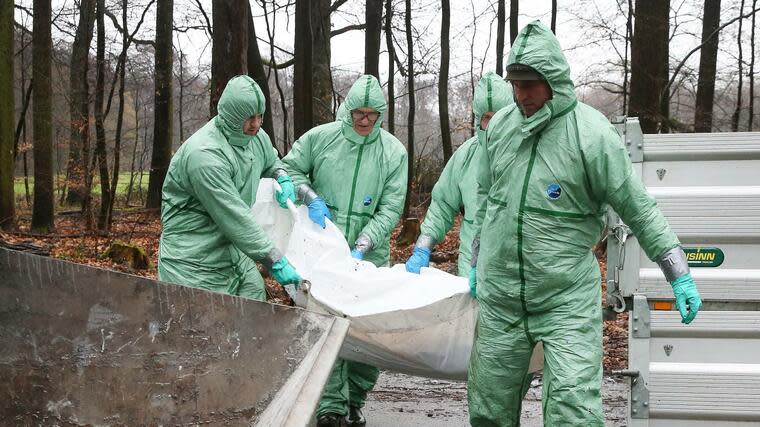 Männer in Schutzanzügen tragen bei einer Übung zur Schweinepest einen Schweinekadaver zu einem Behälter. Foto: dpa