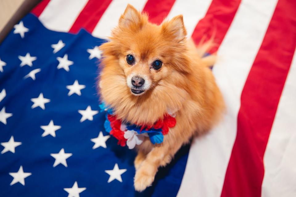<p>Getty</p> Patriotic Pomeranian sits on an American flag
