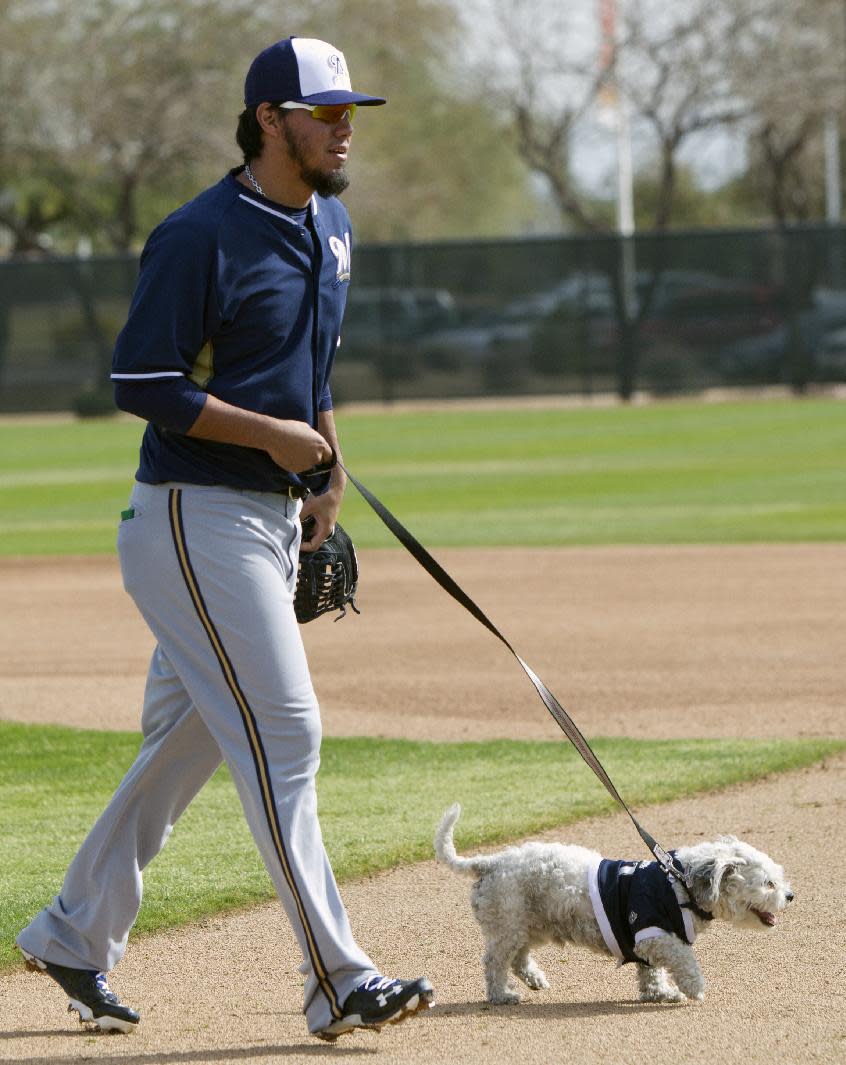 Brewers' Yovani Gallardo walks Hank, a stray dog that the Brewers recently found wandering their practice fields at Maryvale Baseball Park, during spring training on Friday, Feb. 21, 2014, in Phoenix. The team and staff have been taking care of Hank since he was found at the park on President's Day. Hank is named after Hank Aaron. (AP Photo/The Arizona Republic, Cheryl Evans) MARICOPA COUNTY OUT; MAGS OUT; NO SALES