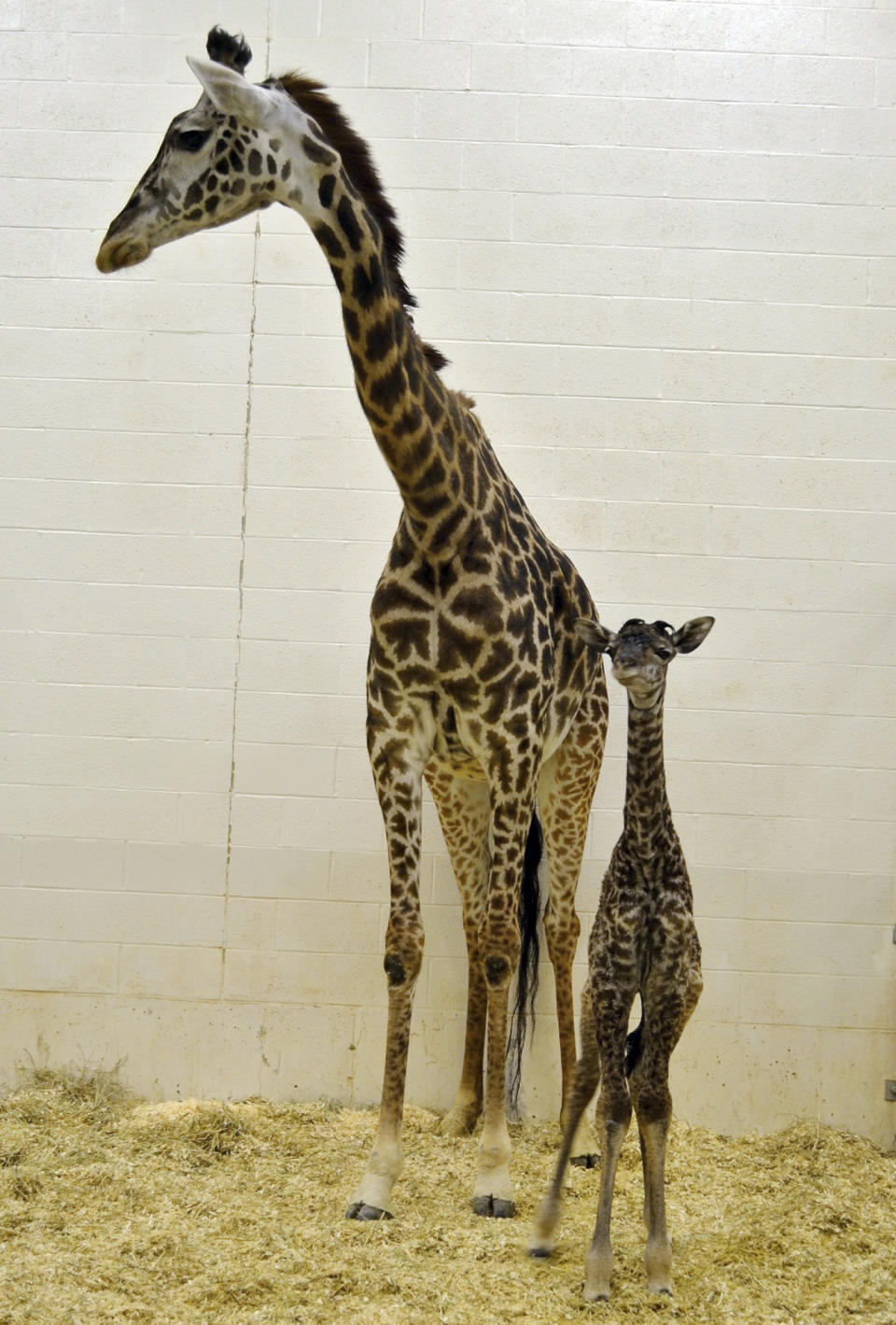 In this photo provided by the Cincinnati Zoo, 7-year-old giraffe Tessa stands next to her new calf born earlier in the morning, Monday, April 28, 2014, in Cincinnati. The zoo posted photos of the big arrival online but the baby isn't expected to be on public view for several days. (AP Photo/Cincinnati Zoo, Michelle Curley)