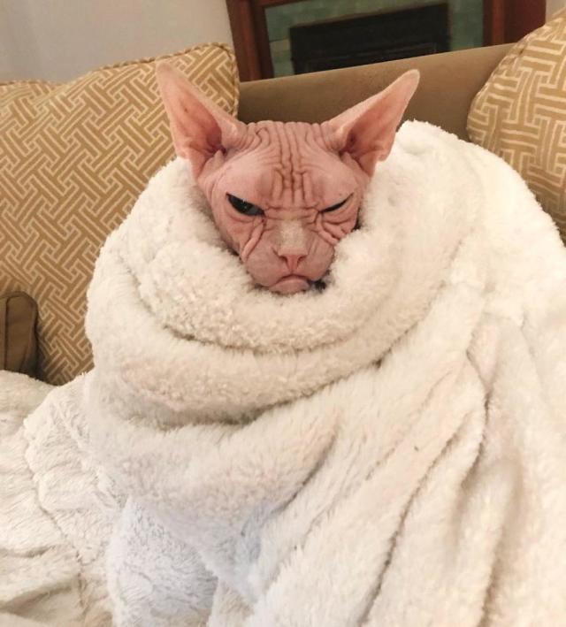 Pictures of Loki the Sphynx, the New Grumpy Cat