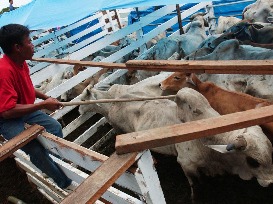 A Filipino cattle handler keeps an eye on the bulls used in the National Rodeo Championships