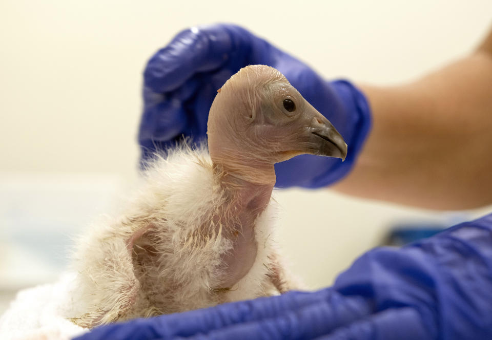 Debbie Sears, a condor keeper, takes Condor chick LA1123 from her temperature controlled enclosure for an afternoon feeding on Tuesday, May 2, 2023, at the Los Angeles Zoo facility. The chick hatched Sunday April 30, 2023. The latest breeding efforts to boost the population of North America's largest land bird, an endangered species where there are only several hundred in the wild. Experts say say the species cannot sustain itself without human intervention. More birds still die in the wild each year than the number of chicks that are born, both in nature and in captivity, and survive annually. (AP Photo/Richard Vogel)