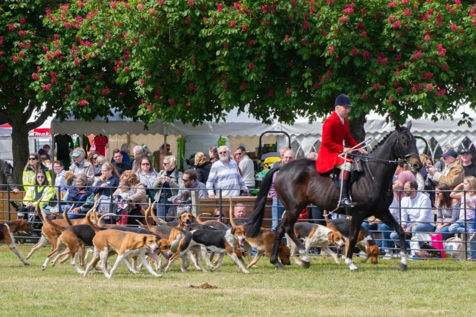 The Parade of Hounds is an unmissable part of the Suffolk Show. Image: Charlotte Bond <i>(Image: Charlotte Bond)</i>