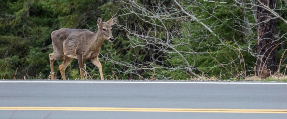 A deer walking along the side of the road in Voyageurs National Park (Minnesota).