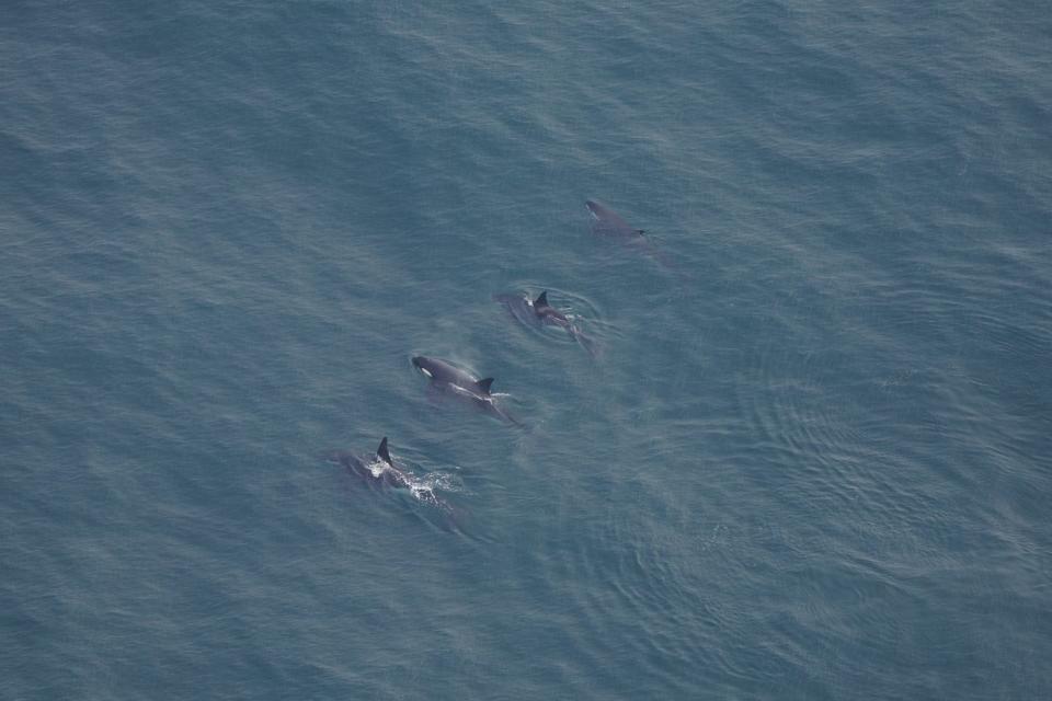 four killer whales swim in deep blue ocean water
