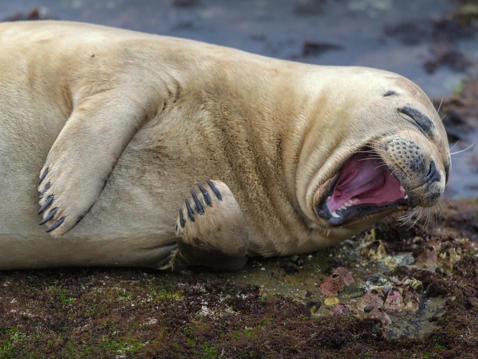 "Laughing Seal - Oh, I just got it!" by Brian Valente. A seal appears to laugh.