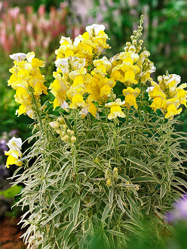 Annuals: Snapdragon