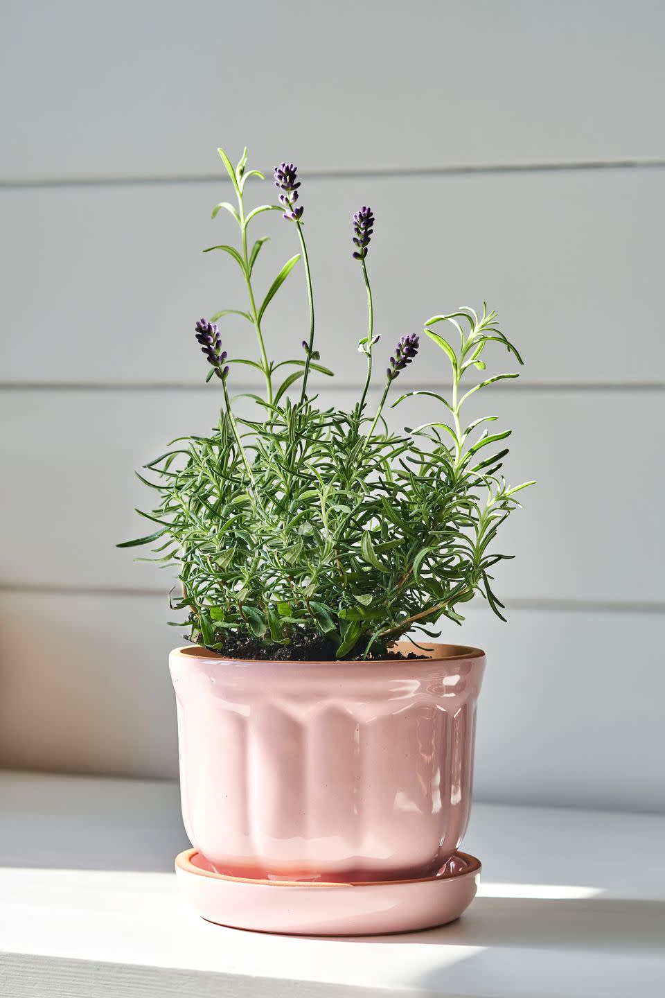 best mood boosting plants lavender