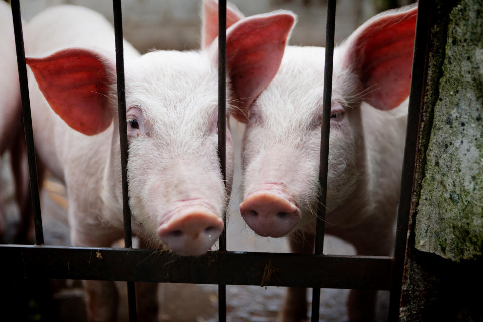 Cute young pigs, or weaners, poke their snouts through a barred gate. They may be begging for food or freedom.